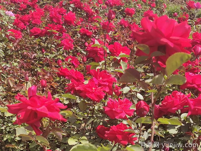 月季的生长习性、外形特点及养护要点(图2)