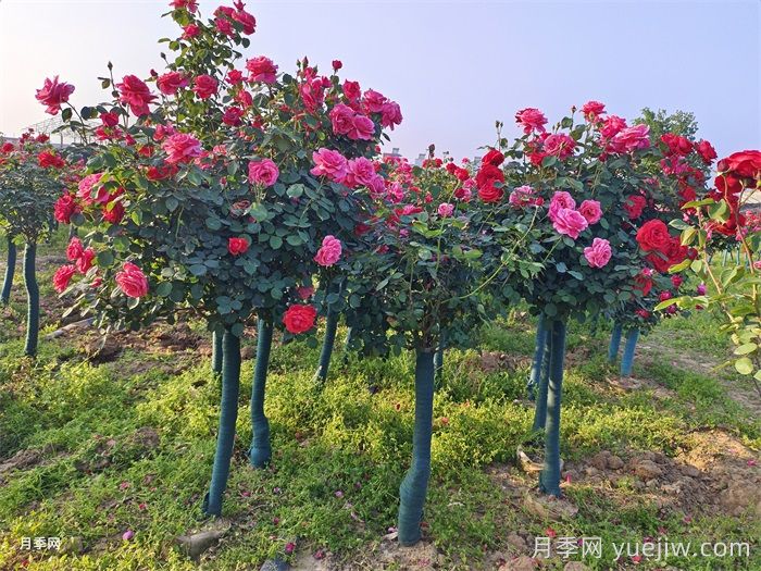 焦虑的苗木人，2025年园林苗木发展概述(图1)