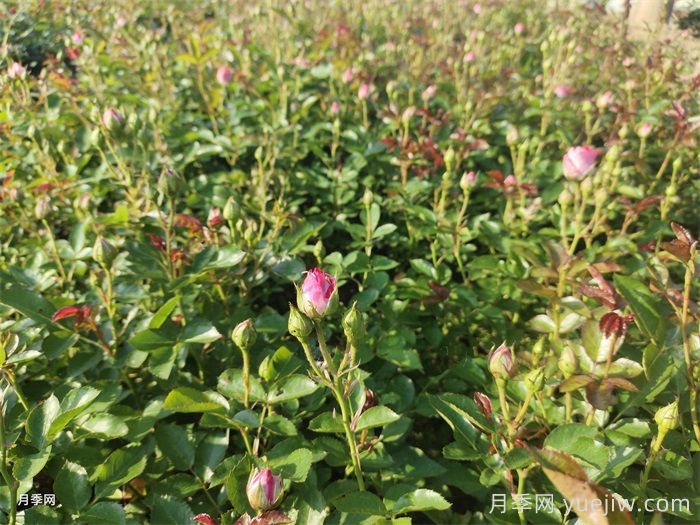 焦虑的苗木人，2025年园林苗木发展概述(图2)