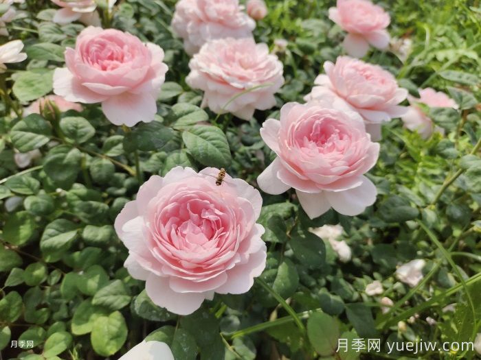 秋季灌木月季开爆花，做好这5点 (图1)