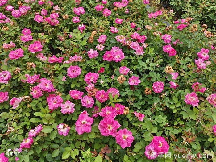 秋天养月季常见的问题、应对措施及养护办法(图2)