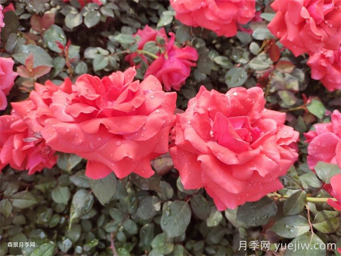 月季养殖之五忌六戒九原则(图1)