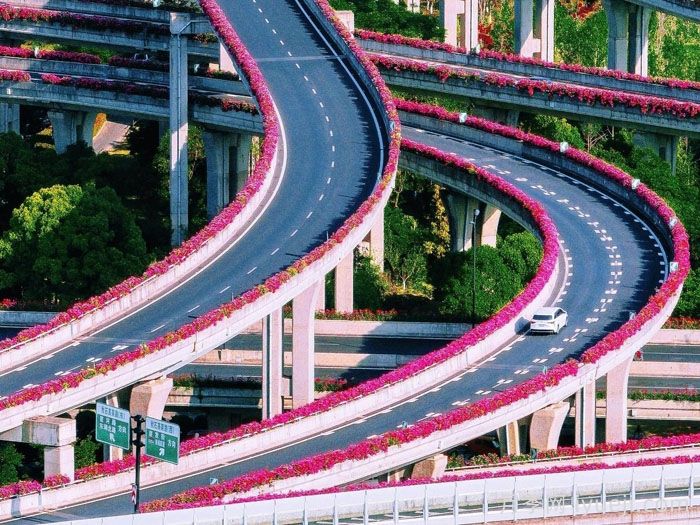 月季渐成城市园林景观新亮点(图2)