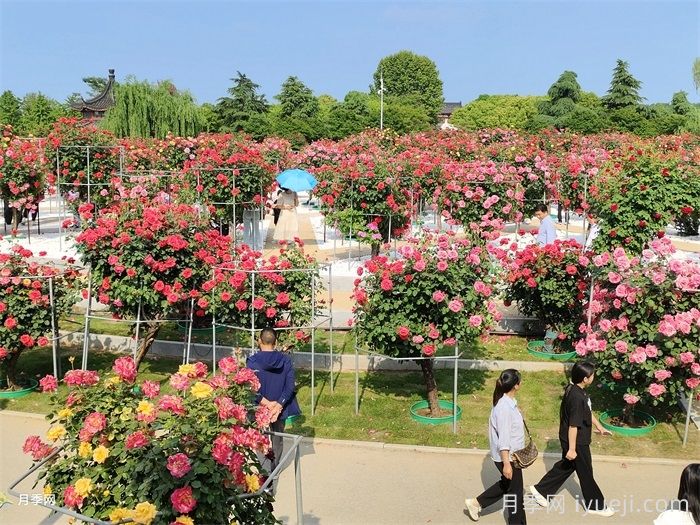 月季渐成城市园林景观新亮点(图3)